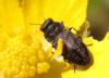 Anthaxia quadripunctata